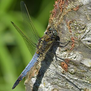 Ne Libelle