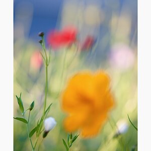 112r700150816blumen
