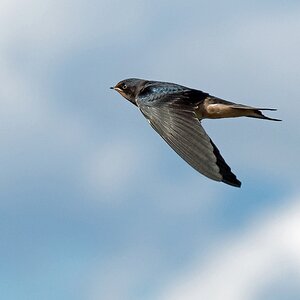 D50 0307 Vorbeiflug gegen Himmel 8 2016