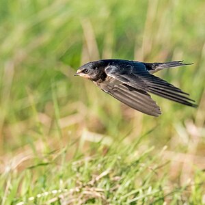 D50 0465 Vorbeiflug ca 10m Entfernung 8 2016