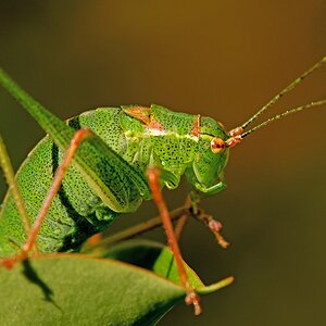 D50 2528 grünes Heupferd II 9 2016