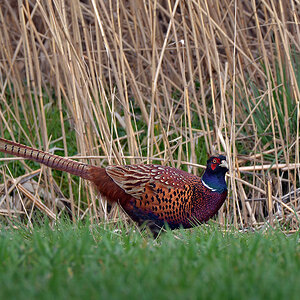 DSC 9646 Rebhuhn 1100