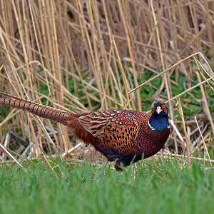 DSC 9653 Rebhuhn 1100