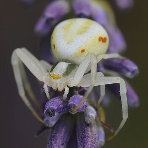 Krabbenspinne