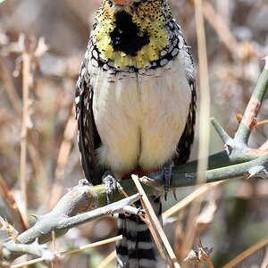 Ohrfleck Bartvogel d'Anaud's Barbet
Ruaha Nationalpark

s460 Ruaha dArnauds Barbet 2988 h