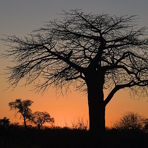 Affenbrotbaum (Baubab)
Ruaha Nationalpark

s498 Ruaha Baobab 9840