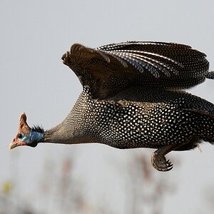 Helmperlhuhn (helmeted Guineafowl)
Ruaha Nationalpark

s520 Ruaha Helmeted Guineafowl 7277