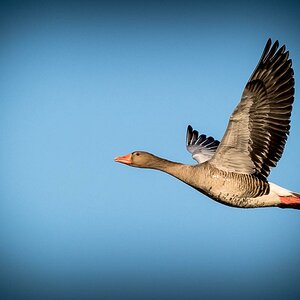 Gans im Flug