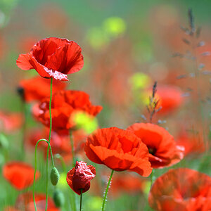 DSC 0840 Mohn TW 1000