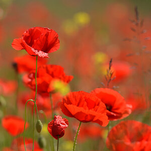 DSC 0840 Mohn TW hand 1000
