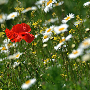 DSC 0869 Mohn 1000