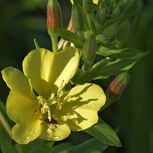 Fliege auf Blume