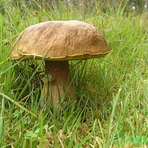 Pilz in Schweden