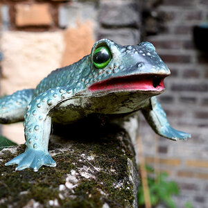 Testfrosch