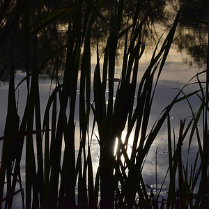 Weiher 7