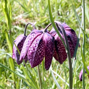 Schachbrettblume oder Kiebitzei

Die Schachblume ist atlantisch-mediterran verbreitet. Nach Krausch erstreckt sich ihr natürliches Verbreitungsgebiet 