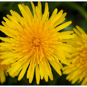 Blume