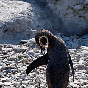 Pinguin in  Schoenbrunn