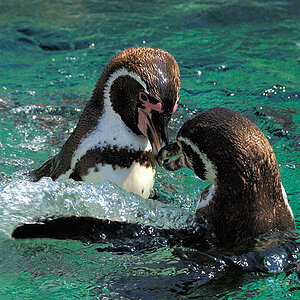 Pinguine in  Schoenbrunn