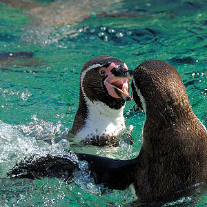 Pinguine in  Schoenbrunn