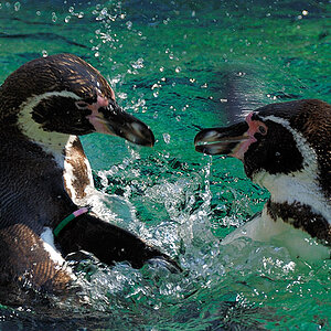 Pinguine in Schoenbrunn