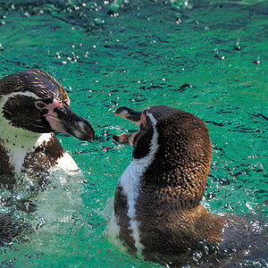 Pinguine in Schoenbrunn