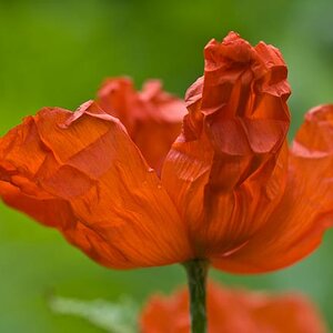 Mohn