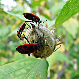 Insekten1