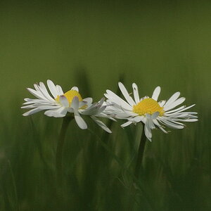 Gänseblümchen klein
