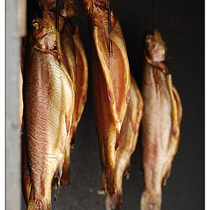 NC fisch