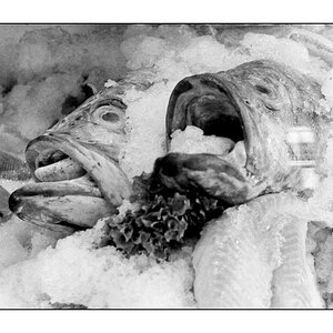 Fische