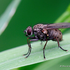 Fliege auf Blatt