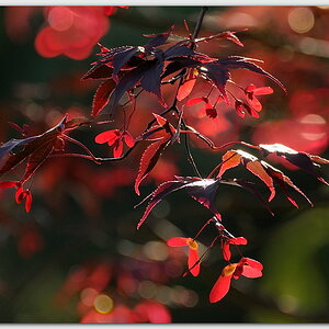 Ahorn (Acer)