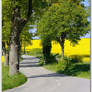 Landstraße in SH im Mai (Raps)