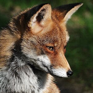 Kleiner Rotfuchs 1,Freiwildgehege Gangelt