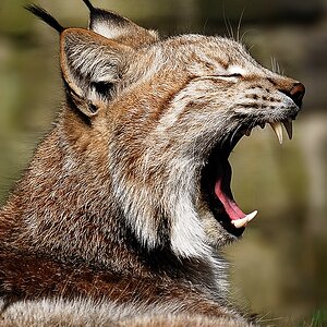 Luchs 1-Tierpark Aachen