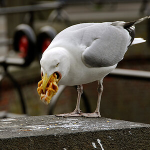 Waffel Möwe (18-200 VR)