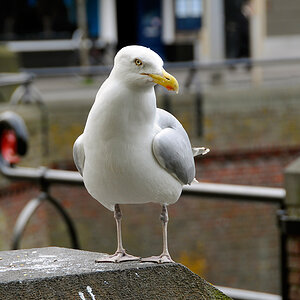 Möwe (18-200 VR)