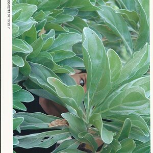 SCAN0008