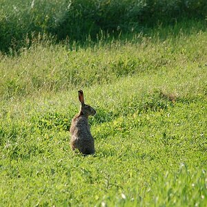 Hase