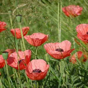 Mohn