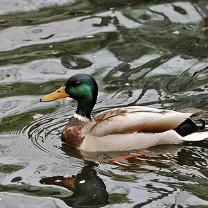 Ente (150-500 OS)