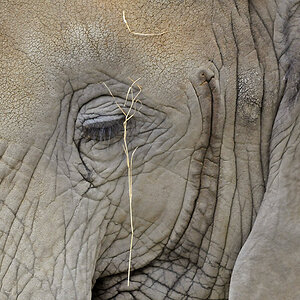 Elefant (150-500 OS)
