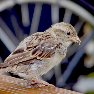 The Birde