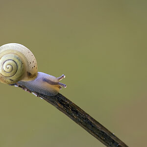 schnecke