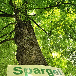 spargel