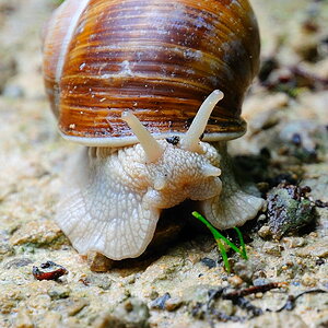 Weinbergschnecke