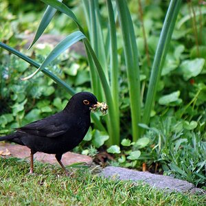 Vogel