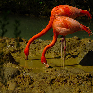 Flamingos im Tierpark Hellabrunn