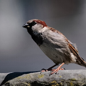 comp  DSC6601
